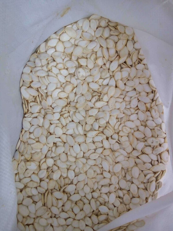 Raw Pumpkin Seeds And Kernel